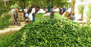 পটল চাষে সাফল্য পচ্ছেন কৃষকরা
