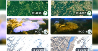 গুগলের ডুডলে বিশ্ব ধরিত্রী দিবস গুগলের ডুডলে বিশ্ব ধরিত্রী দিবস