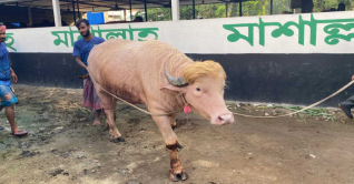 চিড়িয়াখানায় মহিষ ‘ডোনাল্ড ট্রাম্প’, দেখতে দর্শনার্থীদের ভিড় চিড়িয়াখানায় মহিষ ‘ডোনাল্ড ট্রাম্প’, দেখতে দর্শনার্থীদের ভিড়