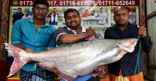 পদ্মার একটি পাঙ্গাস বিক্রি হলো ৭০ হাজার টাকায়