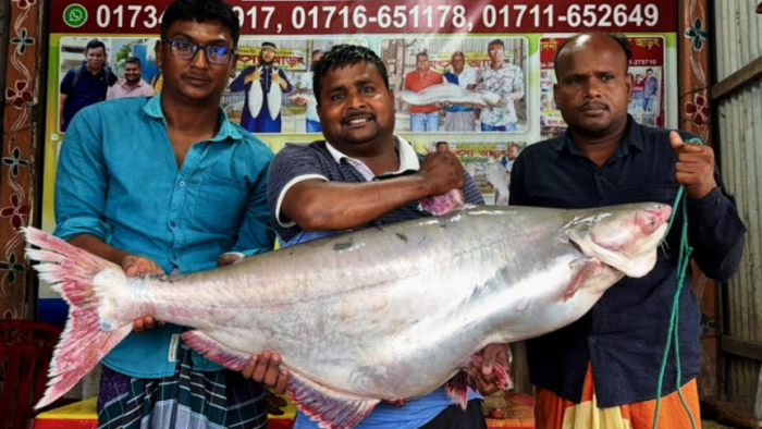 রাজবাড়ীর দৌলতদিয়ার পদ্মা-যমুনার মোহনায় এরশাদ শেখ নামে এক জেলের জালে ২৮ কেজি ওজনের পাঙ্গাস মাছটি ফেরিঘাটের আড়তে আনা হয়েছে। 