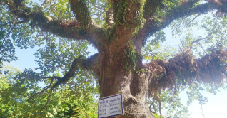 রাঙ্গামাটির ইতিহাসের সাক্ষী ৩১৮ বছরের পুরোনো চাপালিশ রাঙ্গামাটির ইতিহাসের সাক্ষী ৩১৮ বছরের পুরোনো চাপালিশ
