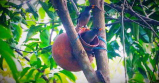 গঙ্গাচড়া মডেল থানা যেন পাখিদের মেহমান খানা গঙ্গাচড়া মডেল থানা যেন পাখিদের মেহমান খানা