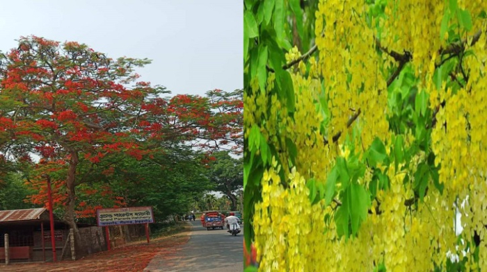 সংগৃহীত ছবি