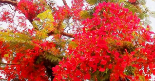 কৃৃষ্ণচূড়ার রঙে রঙিন মেহেরপুরের পথ প্রান্তর কৃৃষ্ণচূড়ার রঙে রঙিন মেহেরপুরের পথ প্রান্তর