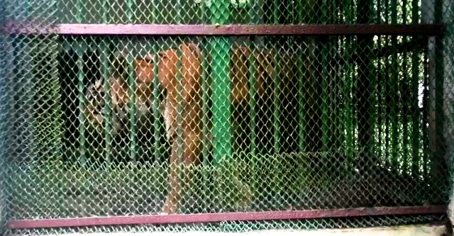 ফাইল ছবি