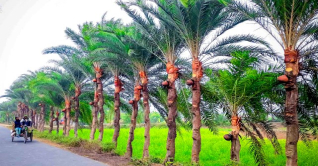 যশোরে শীতের তীব্রতায় বেড়েছে রস-গুড়ের চাহিদা