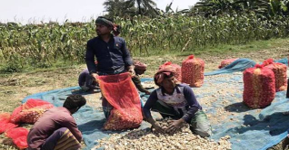 রসুনের বাম্পার ফলন, কেজি ১০০ টাকা রসুনের বাম্পার ফলন, কেজি ১০০ টাকা