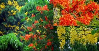 গ্রীষ্মে ফুটেছে নয়নাভিরাম ফুল