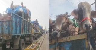 দৌলতদিয়ায় ফেরি সঙ্কট, অপেক্ষায় ৪ শতাধিক যান দৌলতদিয়ায় ফেরি সঙ্কট, অপেক্ষায় ৪ শতাধিক যান