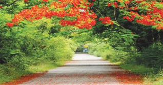 মেহেরপুরে রাস্তায় রাস্তায় কৃষ্ণচূড়ার সমারোহ