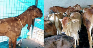 আলোচিত সেই ছাগলসহ ১০ ব্রাহমা গরুর সন্ধান