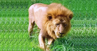 মা-বাবা হারিয়ে কষ্টে দিন কাটাচ্ছে ‘সম্রাট’ মা-বাবা হারিয়ে কষ্টে দিন কাটাচ্ছে ‘সম্রাট’