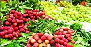 আম-লিচু বাজারে আনতে সভায় বসছে সরকার