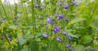 টাঙ্গাইলে সুপার ফুড চিয়া সিড আবাদ শুরু