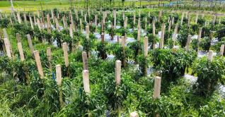 বাড়ছে মালচিং পেপার পদ্ধতিতে কাঁচা মরিচ চাষ