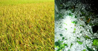 শেরপুরে শিলাবৃষ্টিতে ৫শ হেক্টর জমির ফসল ক্ষতিগ্রস্ত শেরপুরে শিলাবৃষ্টিতে ৫শ হেক্টর জমির ফসল ক্ষতিগ্রস্ত