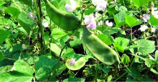 শিম চাষে ভালো ফলন পাচ্ছে চাষিরা