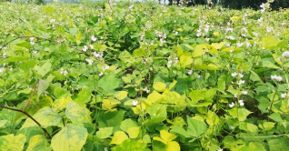 আগাম শিম চাষে ঝুঁকছেন নওগাঁর কৃষকরা