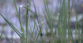 পঞ্চগড়ে বৃষ্টির মতো শিশির, শীতে জনজীবন বিপর্যস্ত