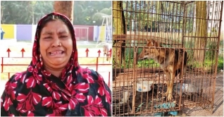 শিয়ালের জন্য কান্নায় ভেঙে পড়েন নারী