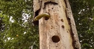 সন্তানদের বাঁচাতে সাপের সঙ্গে মায়ের যুদ্ধ (ভিডিও) সন্তানদের বাঁচাতে সাপের সঙ্গে মায়ের যুদ্ধ (ভিডিও)