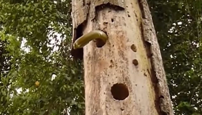 ছবি : ভিডিও থেকে ধারণকৃত