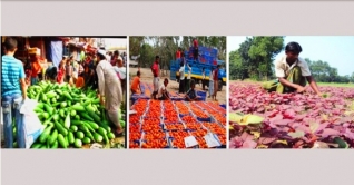 সবজি চাষ করে লাভবান হচ্ছেন চান্দিনার প্রান্তিক চাষিরা সবজি চাষ করে লাভবান হচ্ছেন চান্দিনার প্রান্তিক চাষিরা