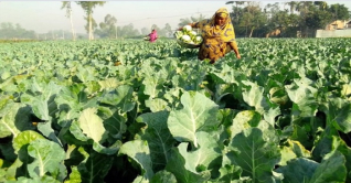 লালমনিরহাটে সবজি চাষিদের মাঝে খুশির জোয়ার