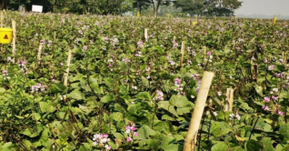 কেরানীগঞ্জে শীতকালীন সবজির বাম্পার ফলন