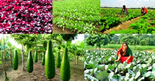 যশোরে শীতকালীন সবজির বাম্পার ফলন