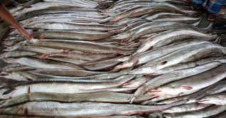 প্রতিদিন সাগরে ধরা পড়ছে ১০ লাখ টাকার সোনা বাইন