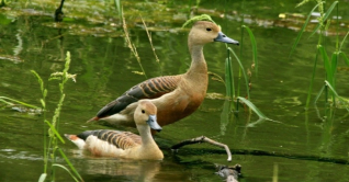 নিশাচর পাখি পাতি সরালি নিশাচর পাখি পাতি সরালি