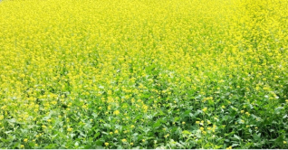 সরিষা ফুলের হলুদ রঙে সেজেছে মেহেরপুরের মাঠ সরিষা ফুলের হলুদ রঙে সেজেছে মেহেরপুরের মাঠ