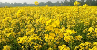 এ যেন হলুদের রাজ্য এ যেন হলুদের রাজ্য