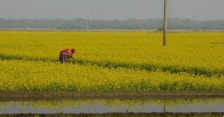 দৃষ্টিনন্দন সরিষার ফুলের বিছানা