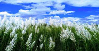 শরতের কাশফুল শরতের কাশফুল