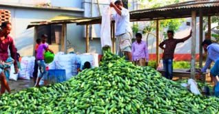 ৪ টাকায় মিলছে ১ কেজি শসা ৪ টাকায় মিলছে ১ কেজি শসা