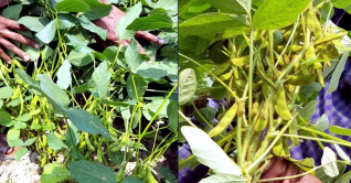 লক্ষ্মীপুর জেলায় সয়াবিনের বাম্পার ফলন লক্ষ্মীপুর জেলায় সয়াবিনের বাম্পার ফলন