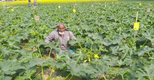 জয়পুরহাটে স্কোয়াস চাষে কৃষকের সফলতা