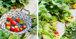 ইউটিউব দেখে স্ট্রবেরি চাষ, এক মৌসুমে আয় ৩০ লাখ টাকা