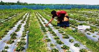 তিস্তা চরে দেশের বৃহত্তম স্ট্রবেরি প্রকল্প