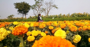 ৫ উদ্যোক্তার ফ্লাওয়ার লেক, মাসে আয় ৫০ হাজার টাকা ৫ উদ্যোক্তার ফ্লাওয়ার লেক, মাসে আয় ৫০ হাজার টাকা