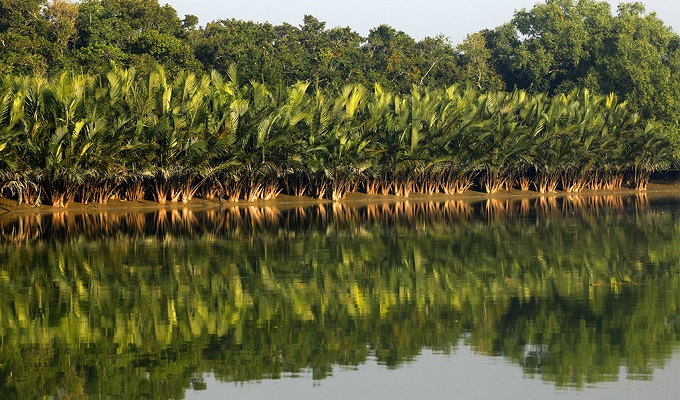 আম্পানের পর কেমন আছে দেশের ফুসফুস সুন্দরবন