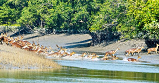 ১ সেপ্টেম্বর থেকে পর্যটকদের জন্য উন্মুক্ত সুন্দরবন ১ সেপ্টেম্বর থেকে পর্যটকদের জন্য উন্মুক্ত সুন্দরবন