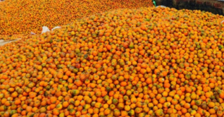 বাগেরহাটে সুপারির বাম্পার ফলন বাগেরহাটে সুপারির বাম্পার ফলন