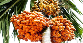 এবছর বরগুনায় সুপারির বাম্পার ফলন