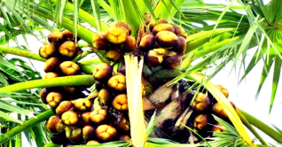 কুষ্টিয়ায় তাল বিক্রি করে আয় ২ কোটি টাকা