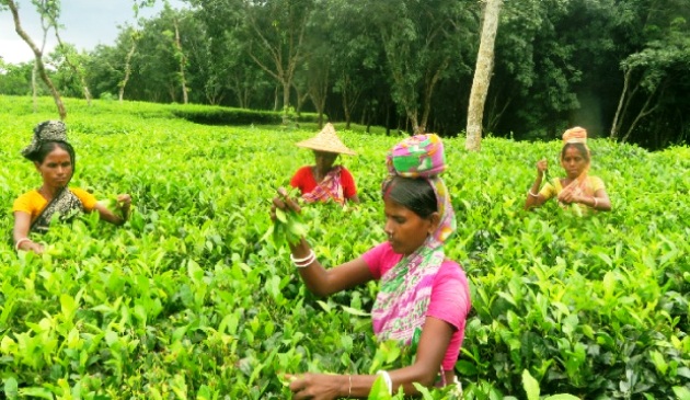 ফাইল ছবি