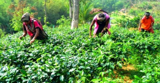 লালমাই পাহাড়ের চা বাগানে পাতা সংগ্রহ চলছে 